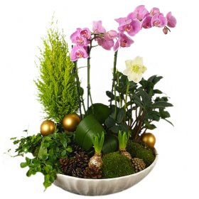 Lyxig julplantering - Julblommor - Skicka Julblommor med blombud Flowerhouse