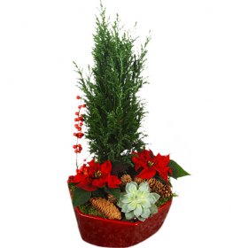 God helg (röd) - Julblommor - Skicka Julblommor med blombud Flowerhouse