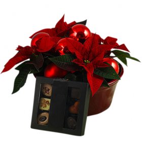 Julfint med choklad - Julblommor - Skicka blommor med blombud - Flowerhouse