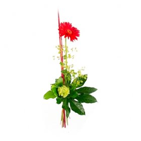 Red star - En enkel gåva - Skicka blommor med blombud - Flowerhouse