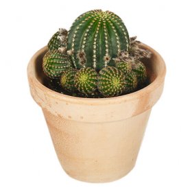 Kaktus med kruka