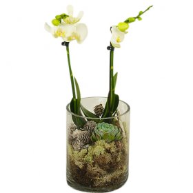 Christmas orchid - Julblommor - Skicka Julblommor med blombud Flowerhouse