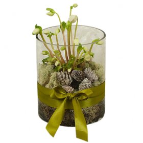 Helleborus nature - Julblommor - Skicka Julblommor med blombud Flowerhouse