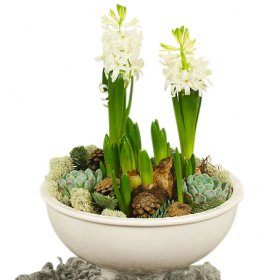 Hyacintfrossa - Julblommor - Skicka Julblommor med blombud Flowerhouse