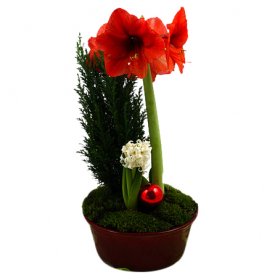 Julejul - Julblommor - Skicka blommor med blombud - Flowerhouse
