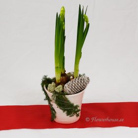 Jultazett - Julblommor - Skicka blommor med blombud - Flowerhouse