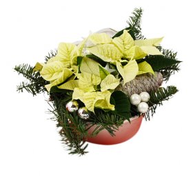 Vita stjärnor - Julblommor - Skicka blommor med blombud - Flowerhouse