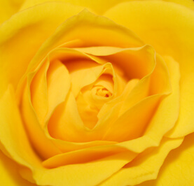 Gul Ros - Rosor - Skicka blommor med blombud - Flowerhouse