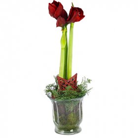 Jul amaryllis röd - Julblommor - Skicka blommor med blombud - Flowerhouse