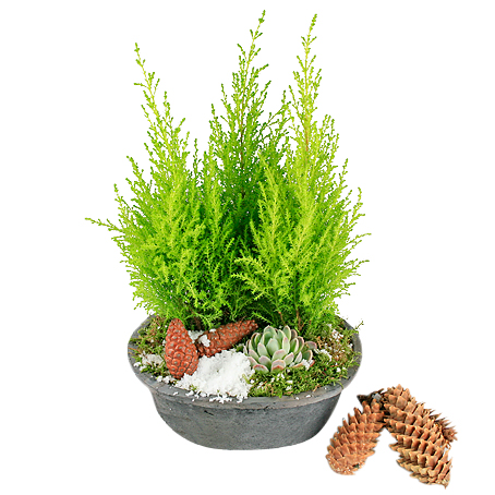 Tipp tapp - Julblommor - Skicka blommor med blombud - Flowerhouse