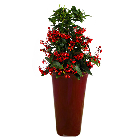 God Julhälsning - Julblommor - Skicka blommor med blombud - Flowerhouse