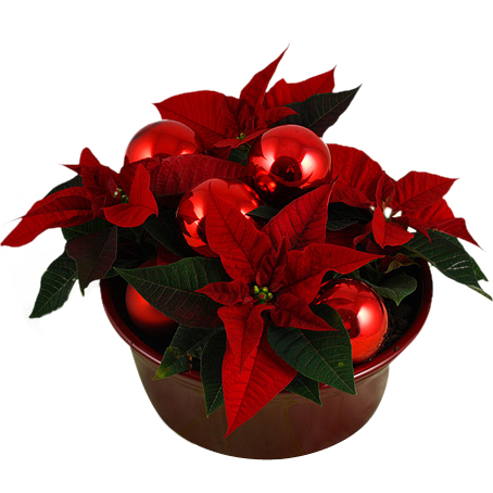 Julfint - Julblommor - Skicka blommor med blombud - Flowerhouse