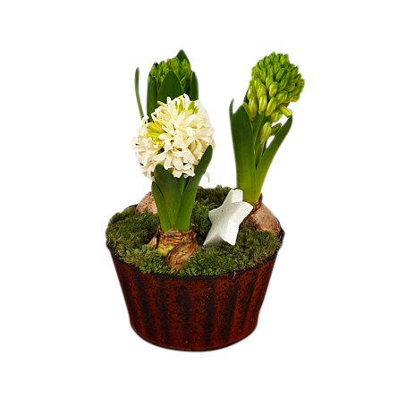 Trippel hyacint - Julblommor - Skicka blommor med blombud - Flowerhouse