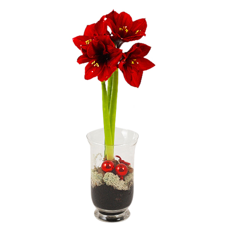 Vinternatt röd - Julblommor - Skicka blommor med blombud - Flowerhouse