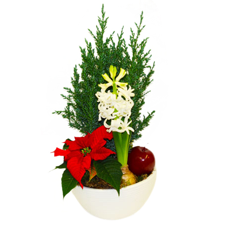 Julplantering - Julblommor - Skicka blommor med blombud - Flowerhouse