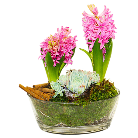 Rosa hyacint plantering - Julblommor - Skicka blommor med blombud - Flowerhouse